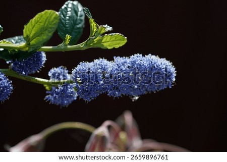 A selective focus shot of a Ceanothus in a park