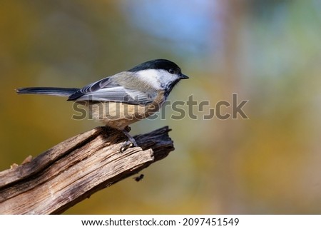 A selective focus shot of a chickadee bird on a branch