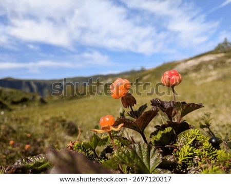 A selective focus shot of cloudberries on Hardangervidda mountain plateau, Western Norway.