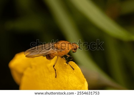 A selective focus shot of common fruit fly (Drosophila melanogaster)