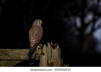 A selective focus shot of a common kestrel bird perched on a wooden fence at night - Powered by Shutterstock