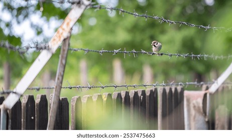 A selective focus shot of a common sparrow bird perched on a barbed wire fence