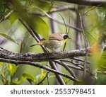 A selective focus shot of a common yellowthroat bird - Geothlypis trichas