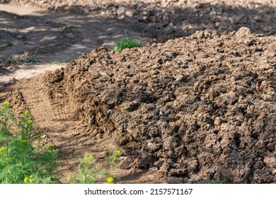 Selective focus shot of cow dung or dung pile.