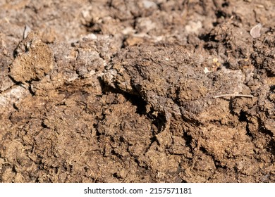 Selective focus shot of cow dung or manure.