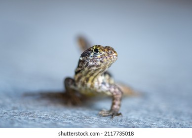 A selective focus shot of a curlytail lizard that is indigenous to the Cayman Islands. This little fella was snapped while scurrying towards the camera