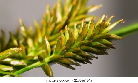 Selective Focus Shot Of Cyperus Retrorsus, Commonly Called Pine Barren Flatsedge, In The Garden On Blurry Background. Macro Shot