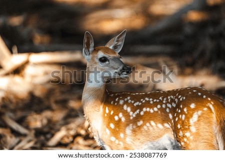 A selective focus shot of dappled deer in the forest