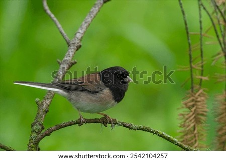A selective focus shot of dark-eyed junco (Junco hyemalis) perched on branch in Aurora, Oregon