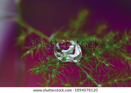 A selective focus shot of a dewdrop on a wild plant leaf