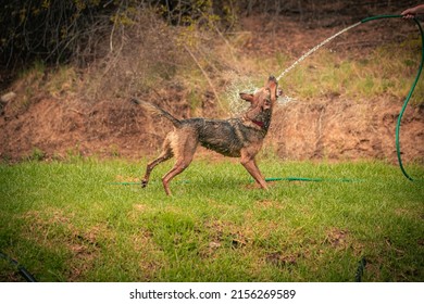 A selective focus shot of a dog playing with water from a hose