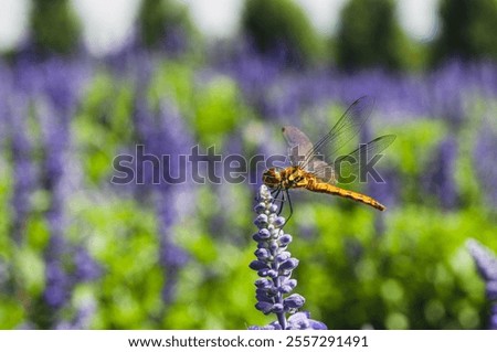 A selective focus shot of a Dragon fly on a lavender plant