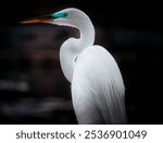 A selective focus shot of the eastern great egret bird
