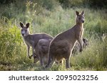 A selective focus shot of Eastern grey kangaroos in long grass at sunset in Melbourne, Australia