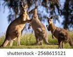 A selective focus shot of Eastern grey kangaroos in long grass at sunset in Melbourne, Australia