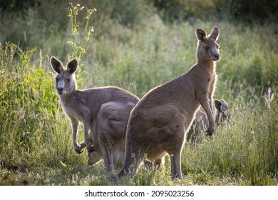 A selective focus shot of Eastern grey kangaroos in long grass at sunset in Melbourne, Australia