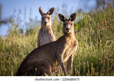 A Selective Focus Shot Of Eastern Grey Kangaroos In Long Grass At Sunset In Melbourne, Australia