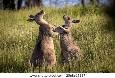 A selective focus shot of Eastern grey kangaroos in long grass at sunset in Melbourn, Australia