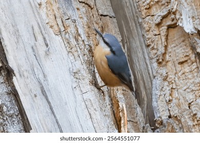A selective focus shot of a Eurasian nuthatch on the wood