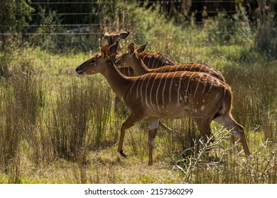 A selective focus shot of female nyala antelopes