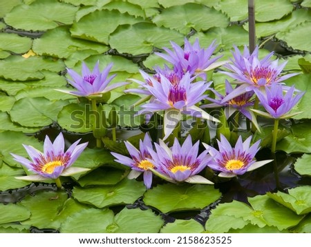 The selective focus shot of the flower nymphaea cerulean in Belgium