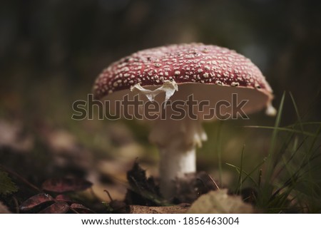 Similar – Image, Stock Photo Fly agaric on the forest path