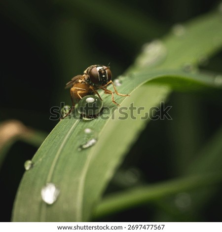 A selective focus shot of a fly on a misty grass blade