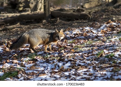 A selective focus shot of a fox looking towards the camera
