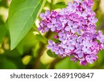A selective focus shot of fragrant blossoms of common lilac (syringa vulgaris)