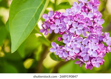 A selective focus shot of fragrant blossoms of common lilac (syringa vulgaris)
