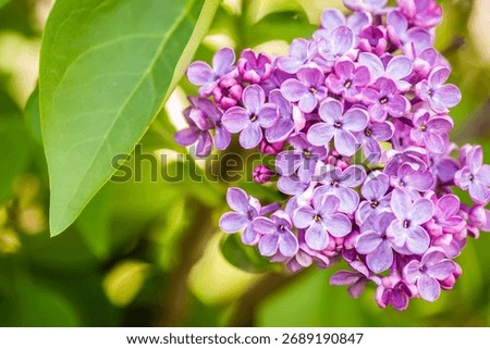 A selective focus shot of fragrant blossoms of common lilac (syringa vulgaris)