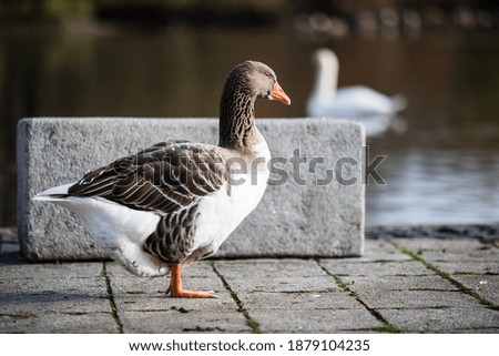 Similar – Image, Stock Photo Standing goose bird animal