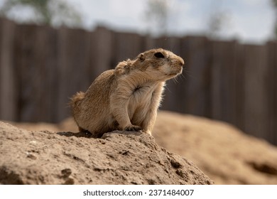 A selective focus shot of gopher on rock