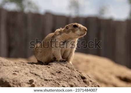 A selective focus shot of gopher on rock
