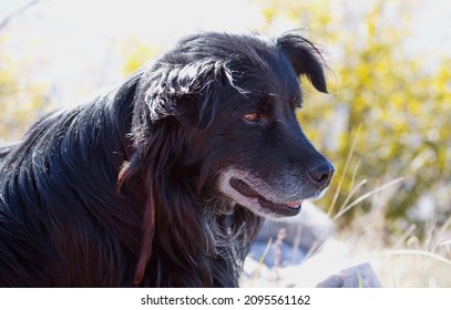 A selective focus shot of a Gordon Setter dog in the garden