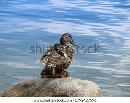 Similar – Foto Bild Wilde graue Ente auf dem See