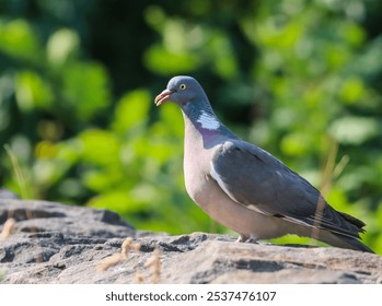 A selective focus shot of a gray pigeon bird perched on a rocky surface - Powered by Shutterstock