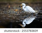 A selective focus shot of great white egret (ardea alba) with prey in its beak