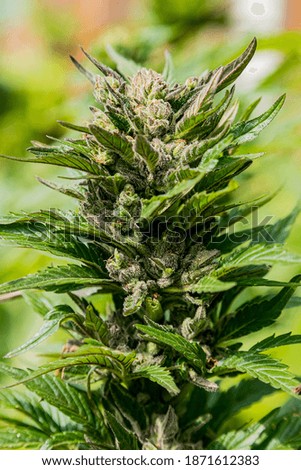 Similar – Image, Stock Photo cannabis leaf