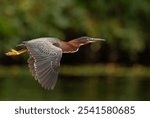 A selective focus shot of a green heron bird soaring over a lake