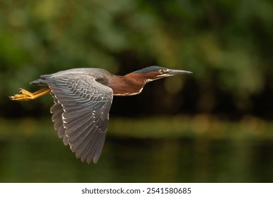 A selective focus shot of a green heron bird soaring over a lake - Powered by Shutterstock