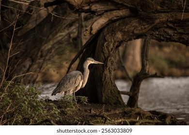 A selective focus shot of a Grey Heron bird perched on the ground next to a tree on a bank of a river - Powered by Shutterstock