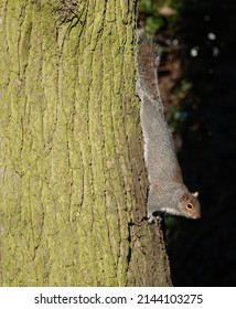 A selective focus shot of a grey squirrel climbing down the side of a tree and looking up.