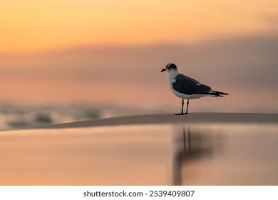 A selective focus shot of a gull bird perched on a beach at sunset - Powered by Shutterstock