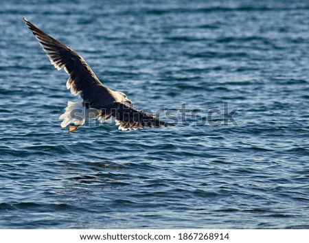 Similar – Gull flies over the sea at dusk