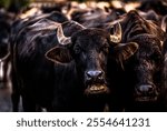 A selective focus shot of a herd of bulls on a road