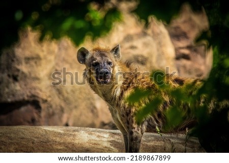 A selective focus shot of a Hyena in the nature