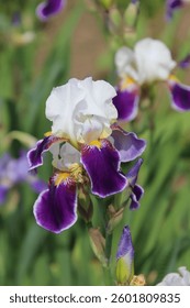 A selective focus shot of iris 'Royal Storm' (bearded iris) in the garden