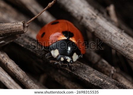 A selective focus shot of a ladybug on dry twigs
