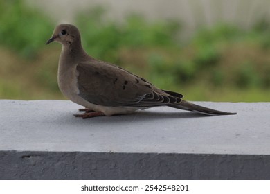 A selective focus shot of a laughing dove bird perched on a stone surface - Powered by Shutterstock